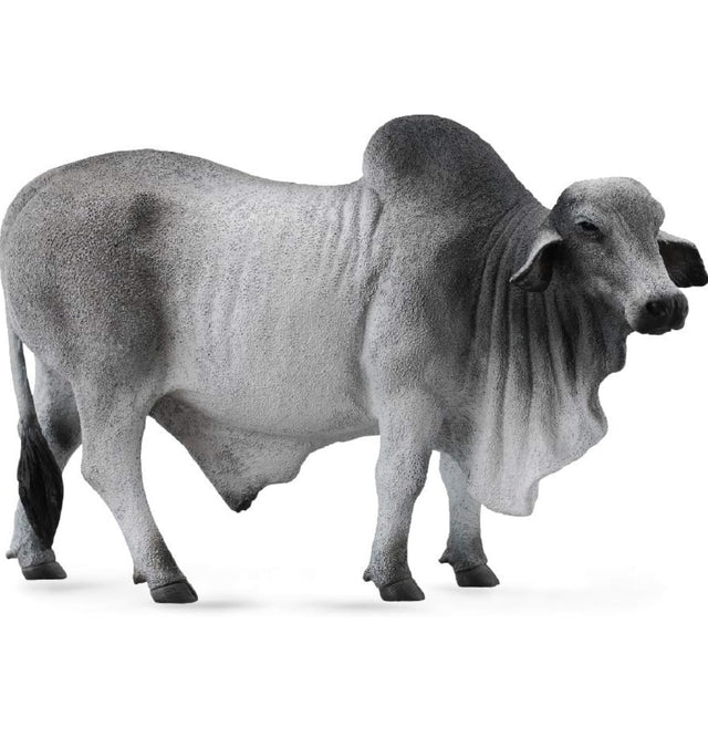 Grey Polled Brahman Bull